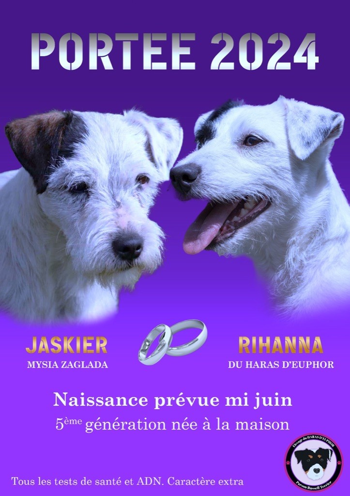 chiot Parson Russell Terrier du Haras d'Euphor