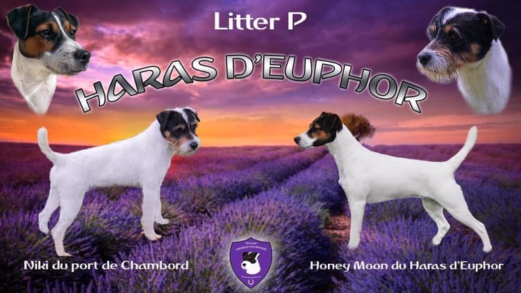 du Haras d'Euphor - Parson Russell Terrier - Portée née le 23/04/2019