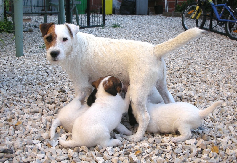 du Haras d'Euphor - Parson Russell Terrier - Portée née le 09/08/2012