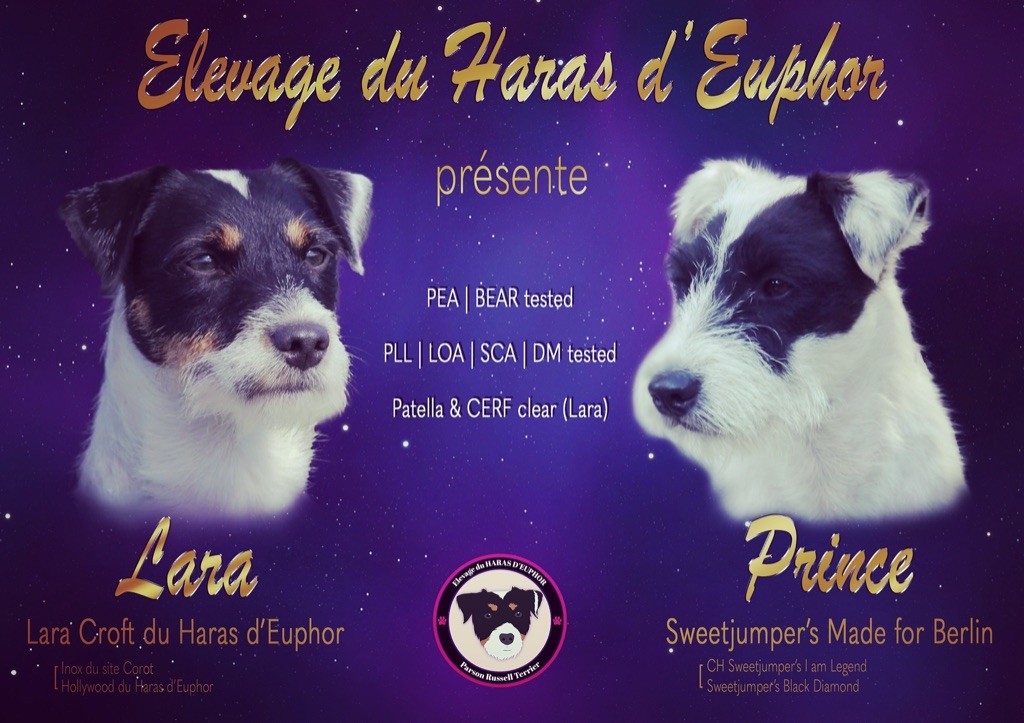 du Haras d'Euphor - Parson Russell Terrier - Portée née le 07/08/2020