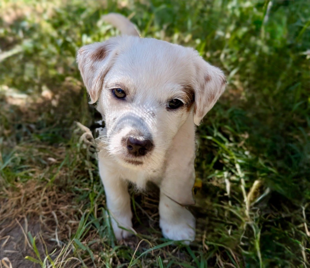 du Haras d'Euphor - Chiots disponibles - Parson Russell Terrier