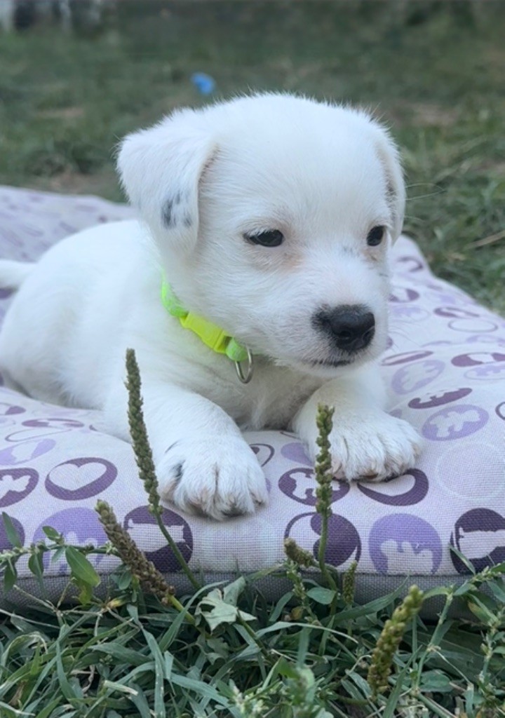 du Haras d'Euphor - Chiots disponibles - Parson Russell Terrier