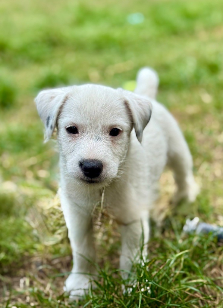 du Haras d'Euphor - Chiots disponibles - Parson Russell Terrier