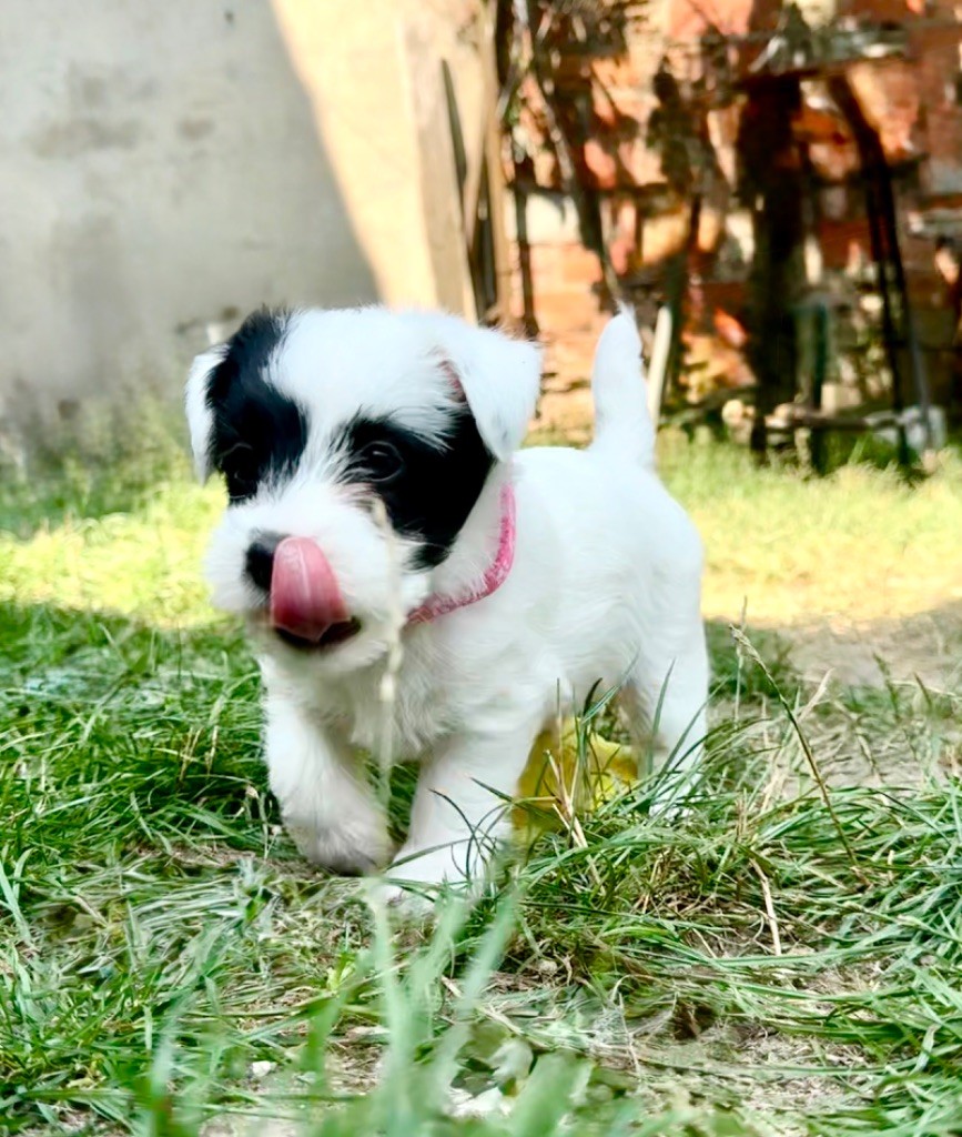 du Haras d'Euphor - Chiots disponibles - Parson Russell Terrier