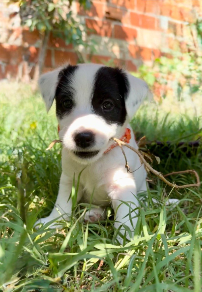 du Haras d'Euphor - Chiots disponibles - Parson Russell Terrier