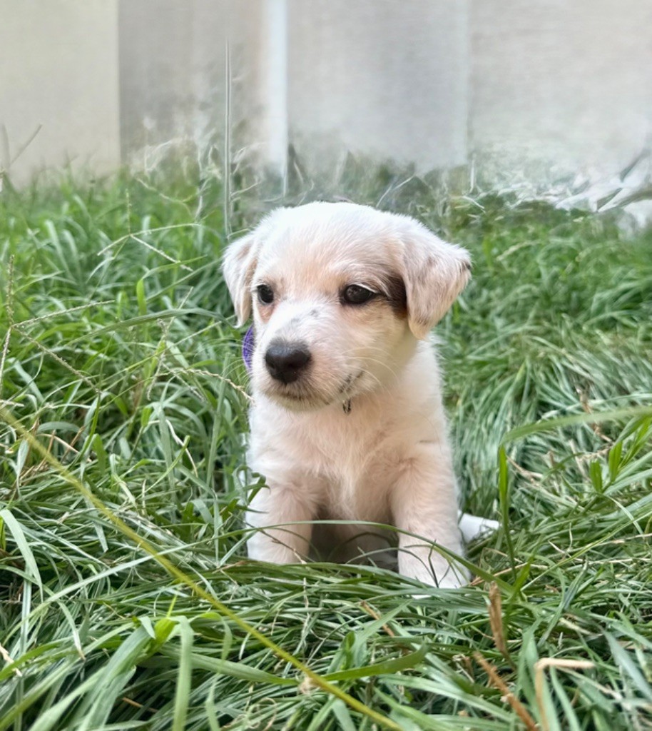du Haras d'Euphor - Chiots disponibles - Parson Russell Terrier